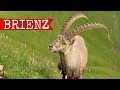 Brienz travel documentary | Rothorn Bahn & Giessbach falls | Switzerland 2017