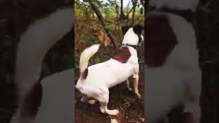Fox Terrier Smooth Coat
