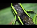 Poison Dart Frog carrying tadpoles on its back in the Amazon! Video