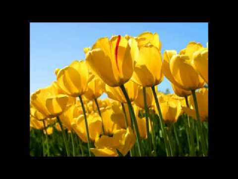 Ka Kalena Apurva WMV V9