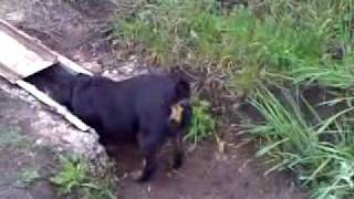 Jagdterrier - Survivor Ot Zhelev , Bg