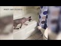 Funny cats compilation 2019/funniest cat video/funny scared cats