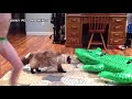 Funny cats compilation 2019/funniest cat video/funny scared cats