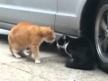 Szakító macskák