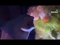 SHARK PUPPET PLAYS GTA V IN REAL LIFE!!!!!