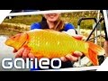 Die riesigen Goldfische aus Kalifornien | Galileo Lunch Break