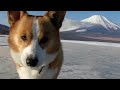 (HD) 滑る～ 20100116 Goro@Welsh corgi