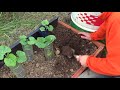 Como Y Porque Plantar Romero En La Huerta || Huerta Aromatica || La Huertina De Toni Como Y Porque Plantar Romero En La Huerta || Huerta Aromatica || La Huertina De Toni