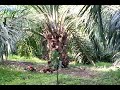 Ayam Hutan Pikat images Ayam Hutan Pikat