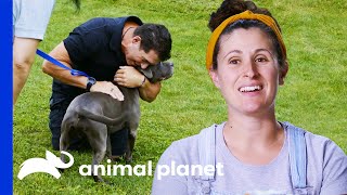 Happy Dog Gets A Loving Forever Home Pit Bulls & Parolees