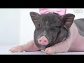 We Are Lovely Pet - "ฟอสซิ่ลกลับบ้าน" [Ep.21] 18+