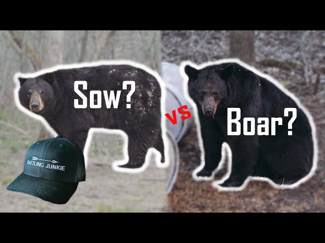 Watch SOW vs BOAR - BLACK BEAR GENDER IDENTIFICATION MADE EASY!!!(Manitoba bear hunting) on YouTube.