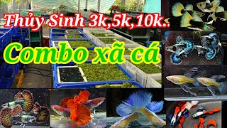 Guppy Cá 7 Màu Thủy Sinh 3K, 5K, 10K Combo Xã Cá. Hb Ab Red Rose, Rồng