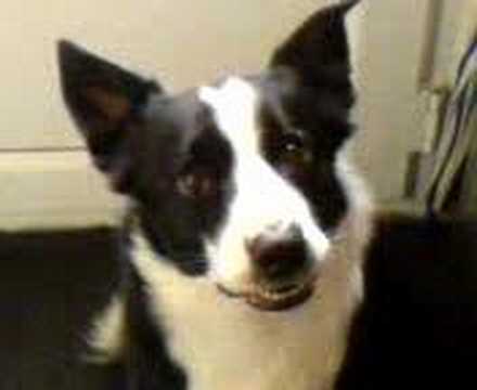 Chaser The Border Collie. Border collie scooby funny