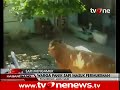 Lucu Sapi Ngamuk Serang Warga Kampung images Lucu Sapi Ngamuk Serang Warga Kampung