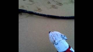 Staffy Tank With His Little Stick.