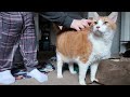 Tickling My Cat