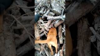 Jagd Terrier