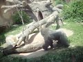 Gorilla Attack