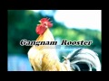 Gangnam - Rooster ReMiX