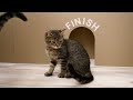 GIANT Maze Labyrinth for Cat Kittens. Can they EXIT?