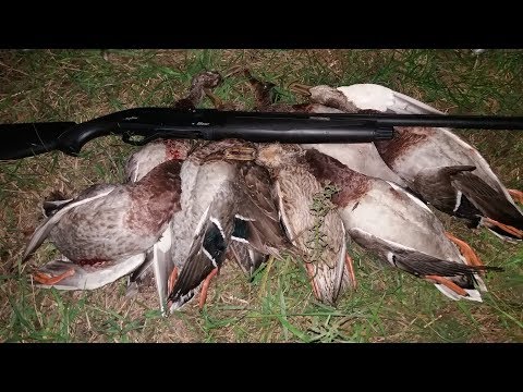 готовим утку охота и рыбалка готовим утку охота и рыбалка