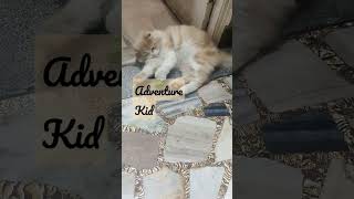 Kitty Cat Adventure Fun Adventures Kid