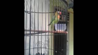 Lovebird balibu viq-qiu89 gisel dipagi hari
