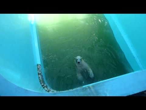 背泳ぎするホッキョクグマ　イコロ＆キロル
