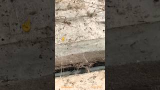 Boy O Boy Stealth Widow Spider In Action Disappears Like A Ghost