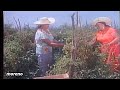 Las Jilguerillas El Novillo Despuntado Video Hd Las Jilguerillas El Novillo Despuntado Video Hd
