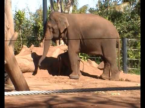 2009年8月28日 シドニータロンガ動物園2 ゾウの赤ちゃん
