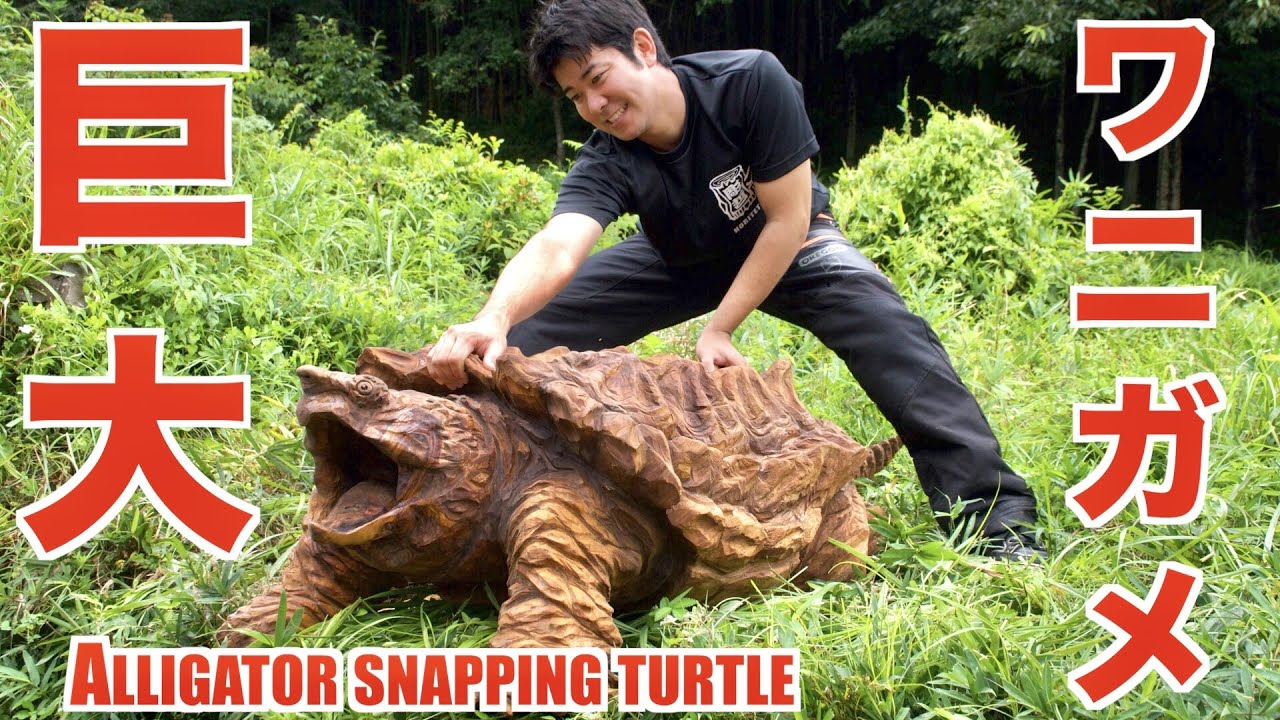 Make a alligator snapper using a chainsaw
