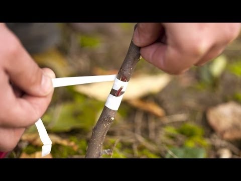 Уход за деревьями черенками после прививки Уход за деревьями черенками после прививки