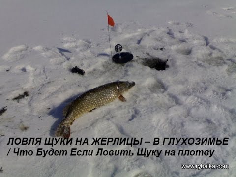 диалоги о рыбалке ловля щуки на жерлицы видео диалоги о рыбалке ловля щуки на жерлицы видео