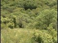 Видео Волшебный мир родной природы, Донецкий кряж