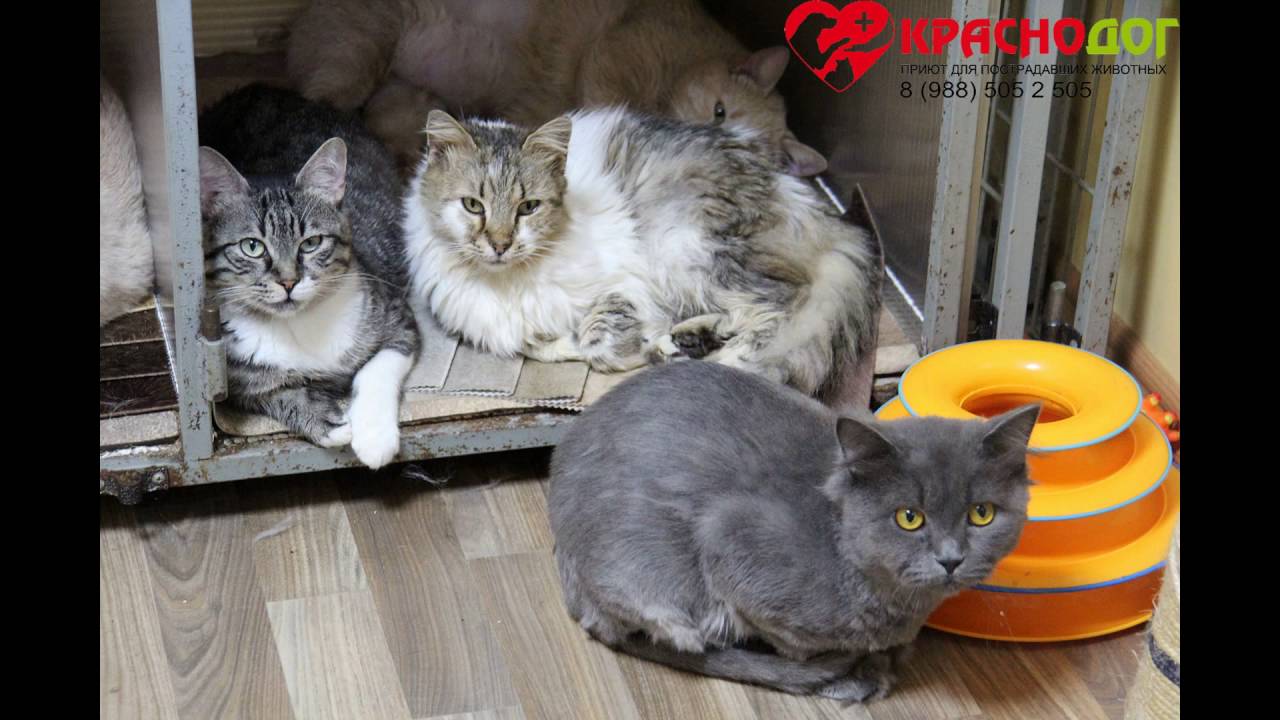Как сделать добро коту 685