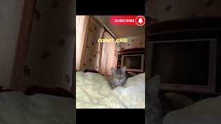 🤗🤗🤗#Shortscats #Cat #Ржачныевидео #Tiktok