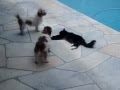 Cat pushes dog into swimming pool
