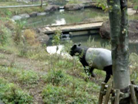 マレーバク－多摩動物公園（東京都日野市）