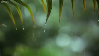 Rahatlatıcı Müzik ve Yağmur Sesleri - Güzel Piyano Müziği, Arka Plan Müziği, Uyk