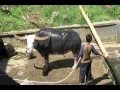 Kebudayaan Tana Toraja - Toraja Culture - Budaya Toraja - Indonesia Travel Guide - Tourism