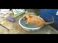 CAIU NA NET Minha visinha cachorra tomando banho no quintal