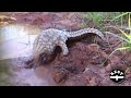 Adorable pangolin has an awesome time in the mud