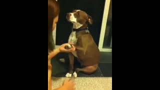 Watching Funny Animals Compilation | Funniest Animals 2020 #52