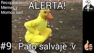 Alerta Pato Salvaje Suelto En Las Calles - Memes Y Momos Sad Recopilación
