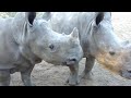 rhinos