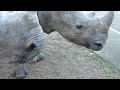rhinos