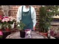 Hellebore Pink Frost