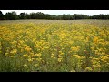 Yellow flower field [1080p]